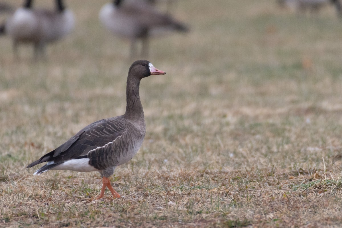 Greater White-fronted Goose - ML284304821