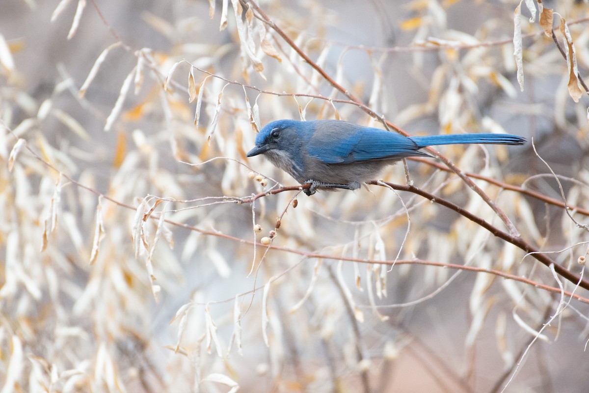 Woodhouse's Scrub-Jay - ML284305451