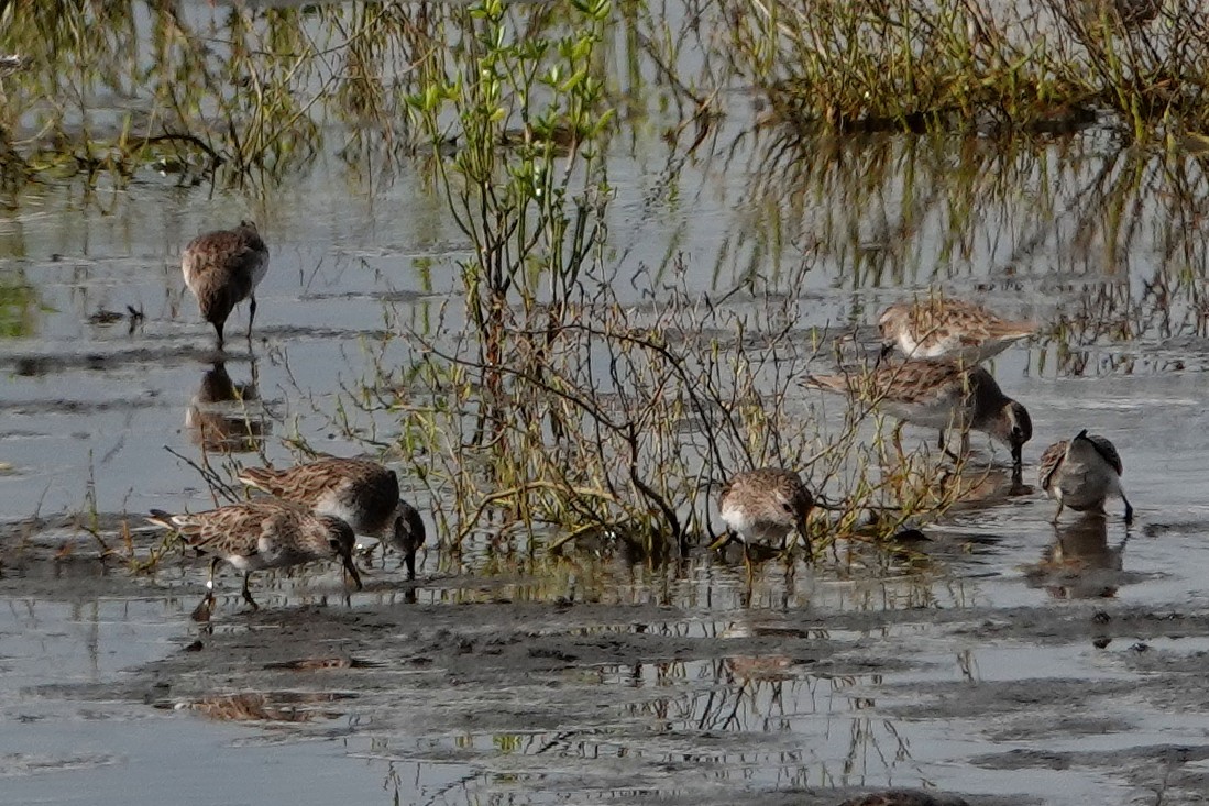 Least Sandpiper - Barbara Stewman