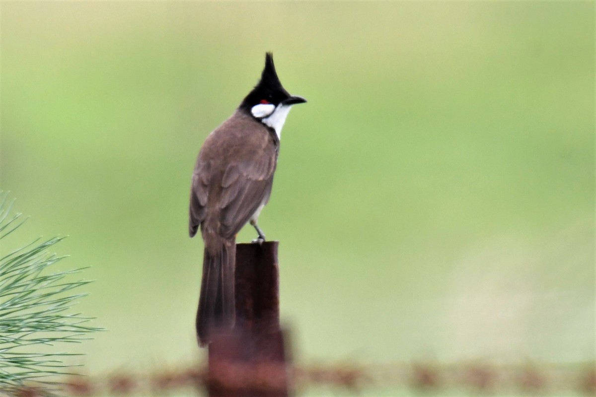 Red-whiskered Bulbul - ML284305841