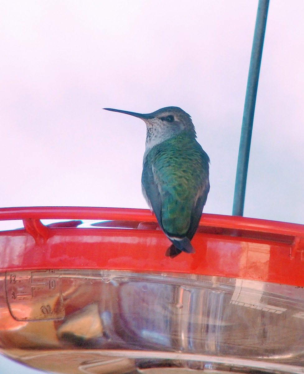 Anna's Hummingbird - ML284305981