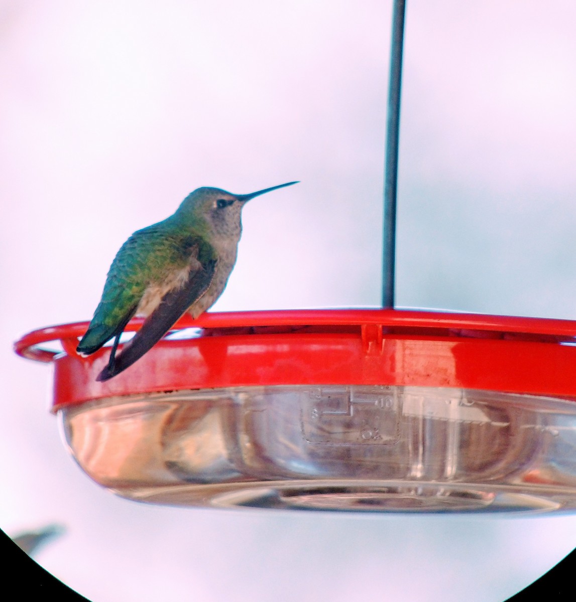 Anna's Hummingbird - ML284306081