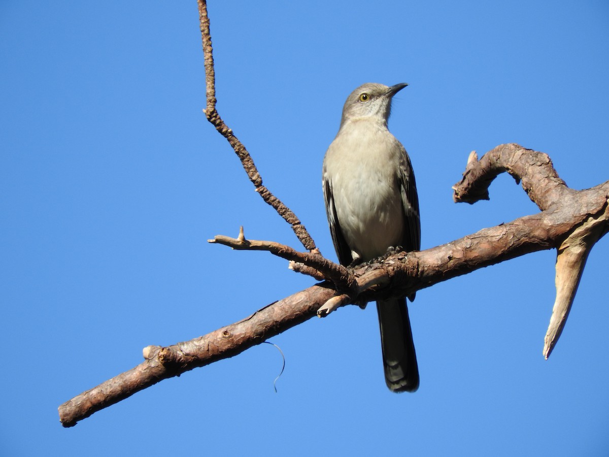 Northern Mockingbird - ML284307541