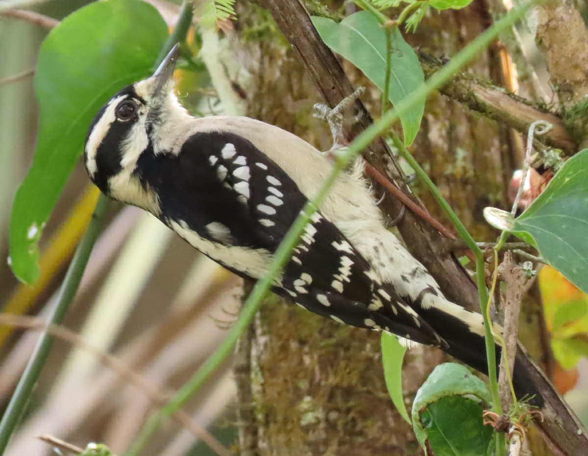 Downy Woodpecker - ML284307901