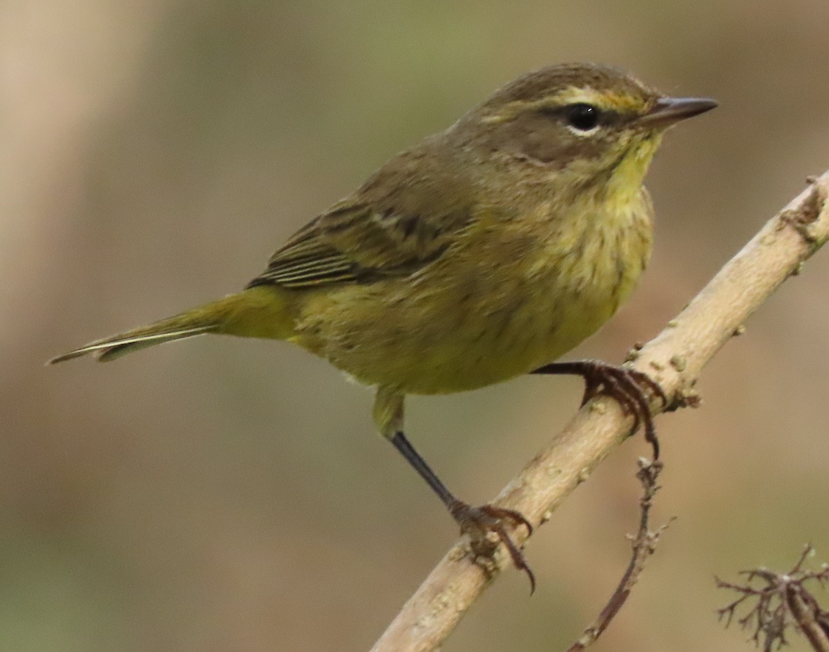 Palm Warbler - ML284308001