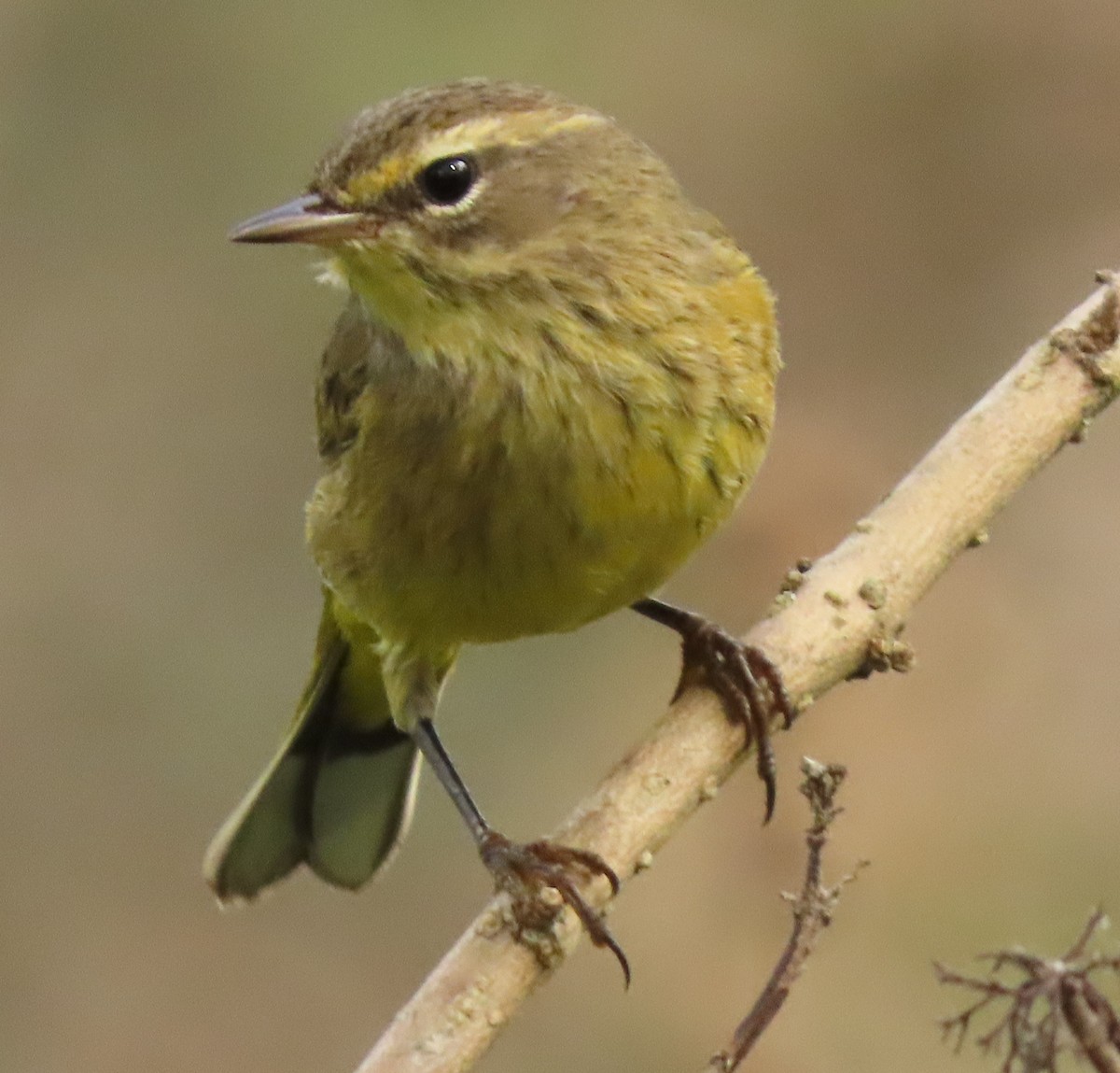 Palm Warbler - Dave Bowman