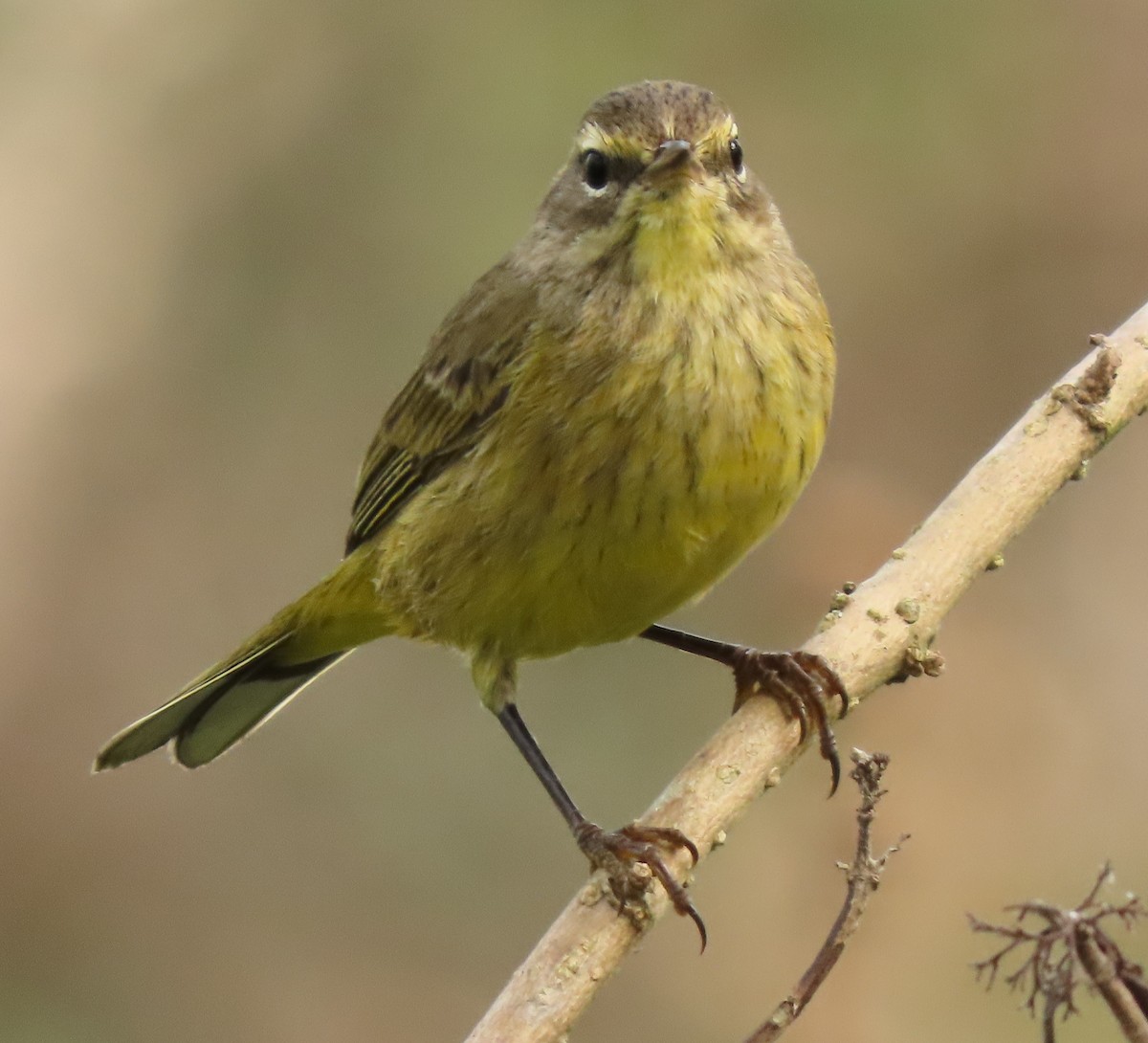 Palm Warbler - ML284308191