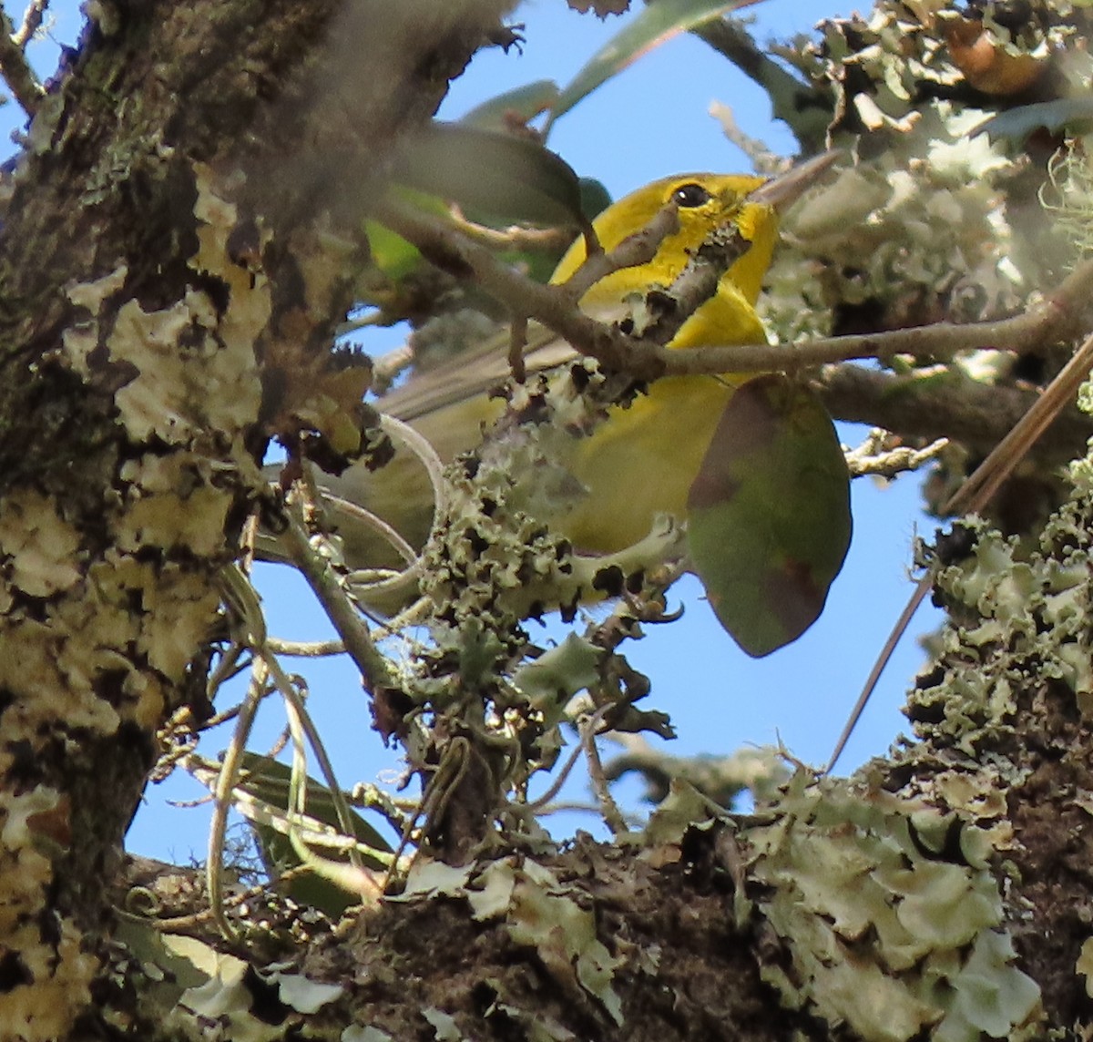 Pine Warbler - ML284308251