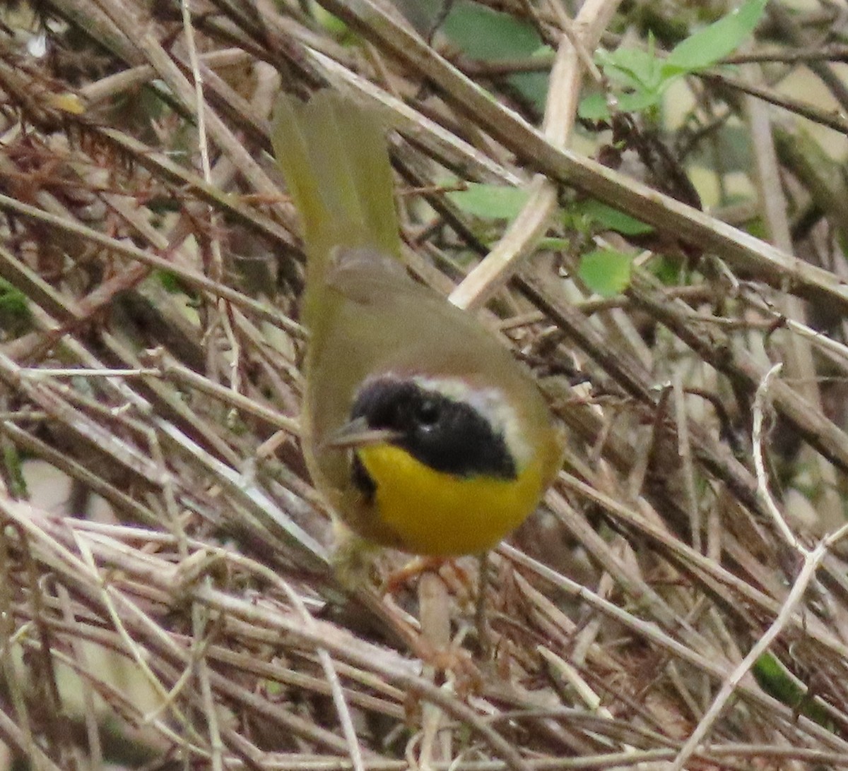 Common Yellowthroat - ML284308321