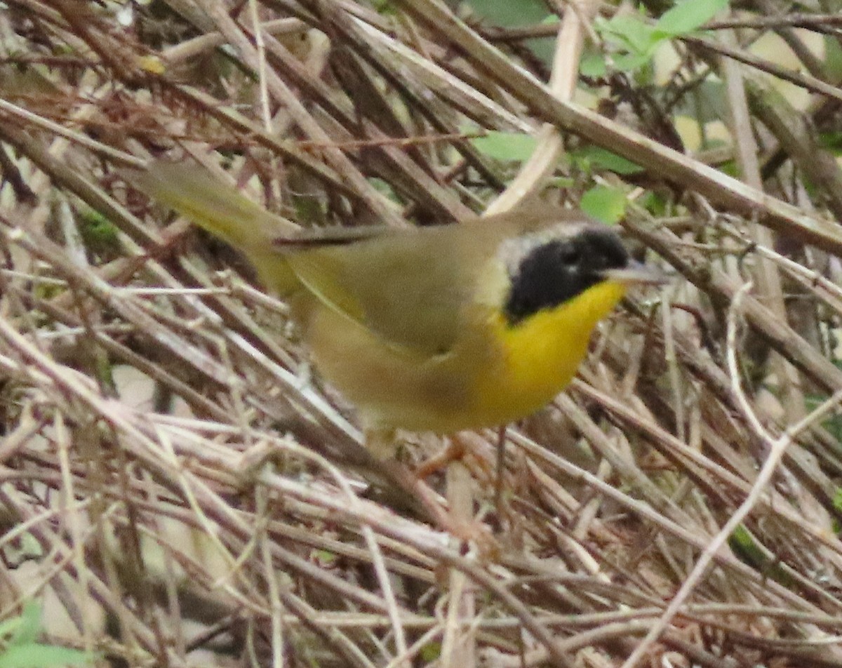 Paruline masquée - ML284308581