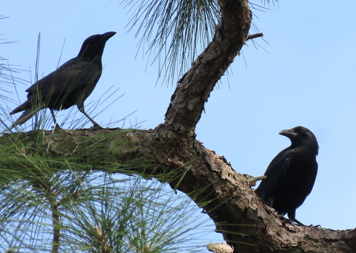 American Crow - ML284308761