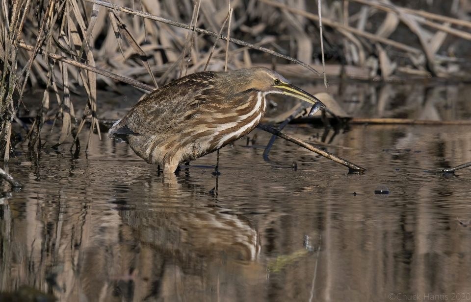 American Bittern - Sander Willems