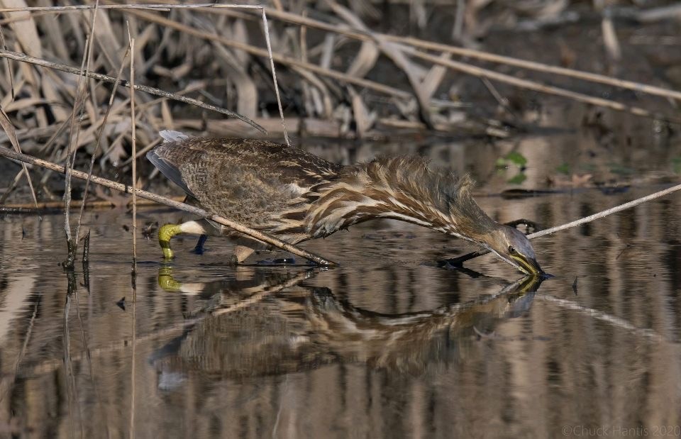 American Bittern - ML284310291