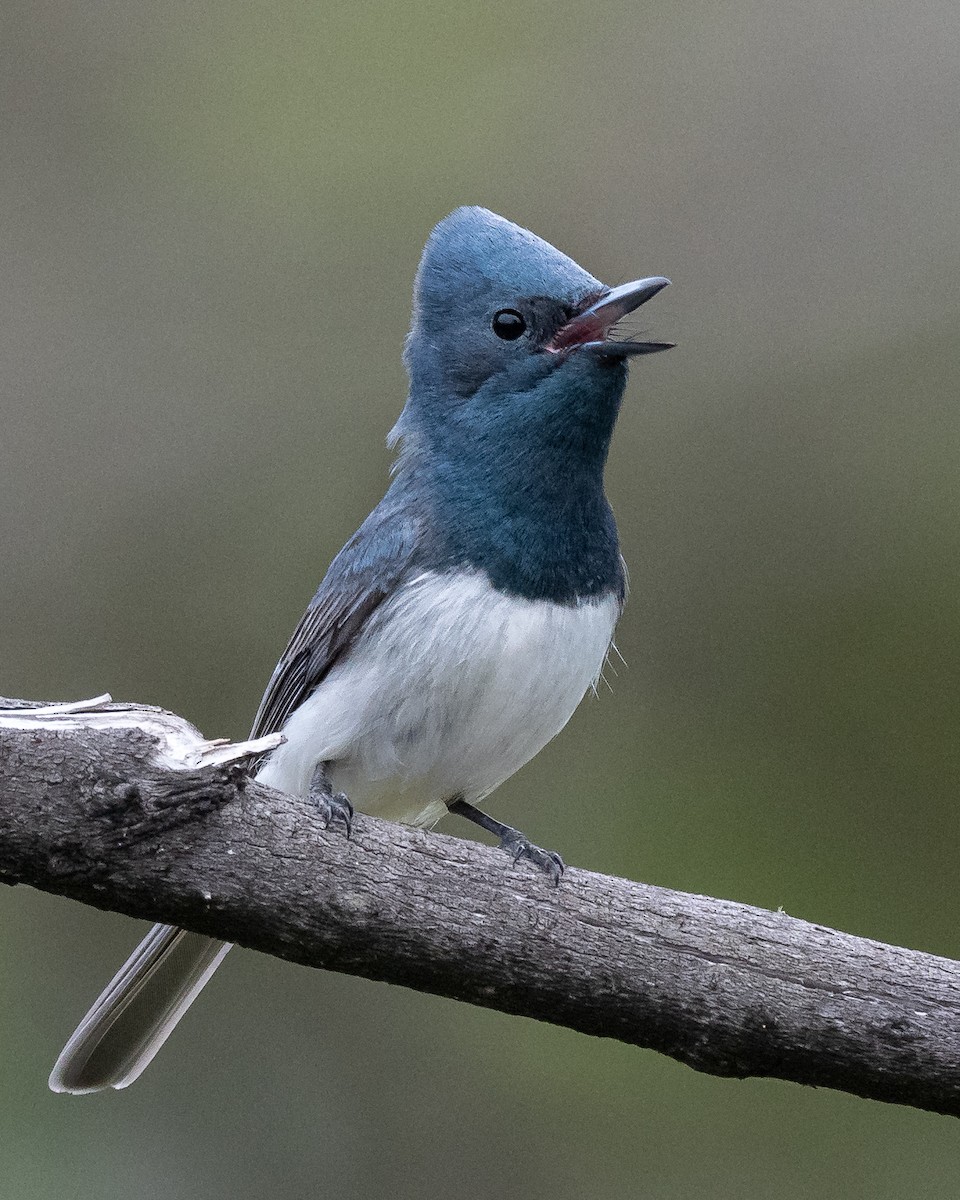 Leaden Flycatcher - ML284310471