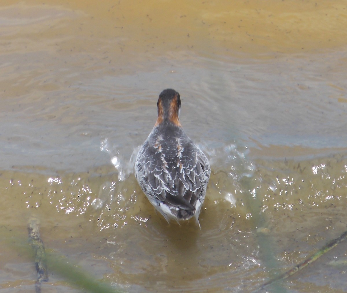 Phalarope à bec étroit - ML284311561