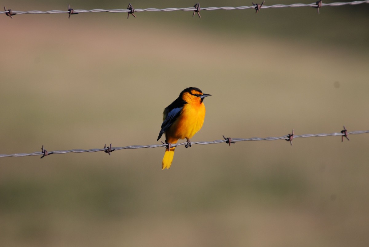 Bullock's Oriole - ML284311611