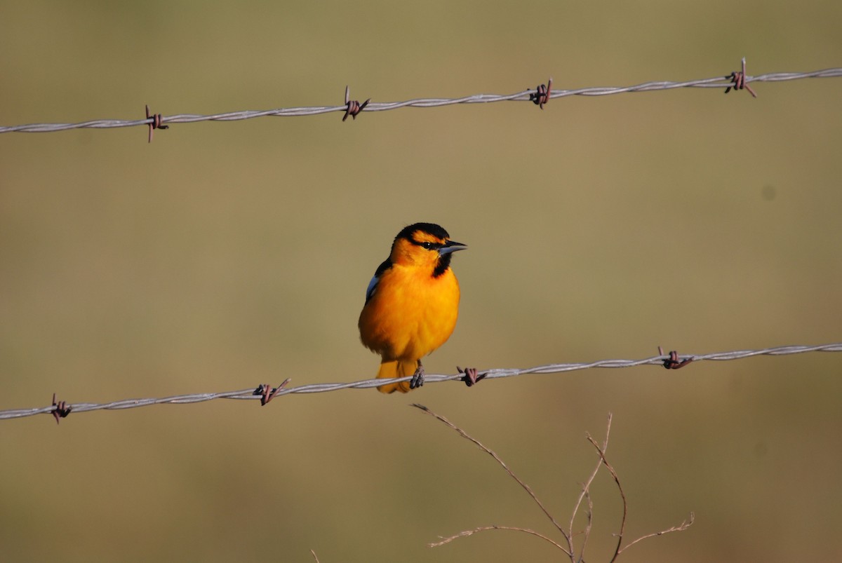 Bullock's Oriole - ML284311621