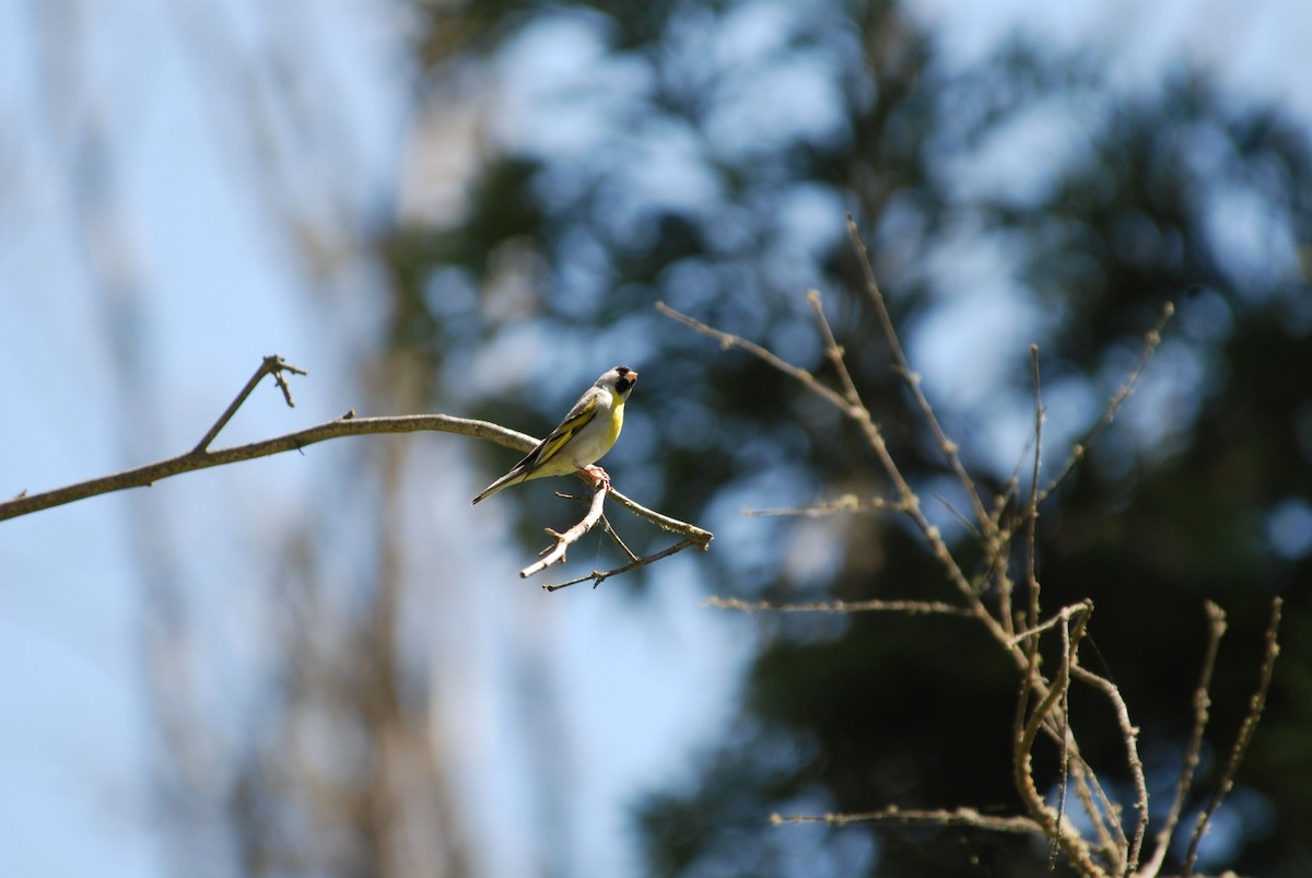 Lawrence's Goldfinch - ML284311661