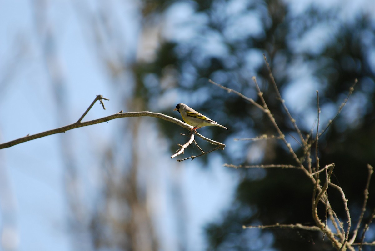 Lawrence's Goldfinch - ML284311671