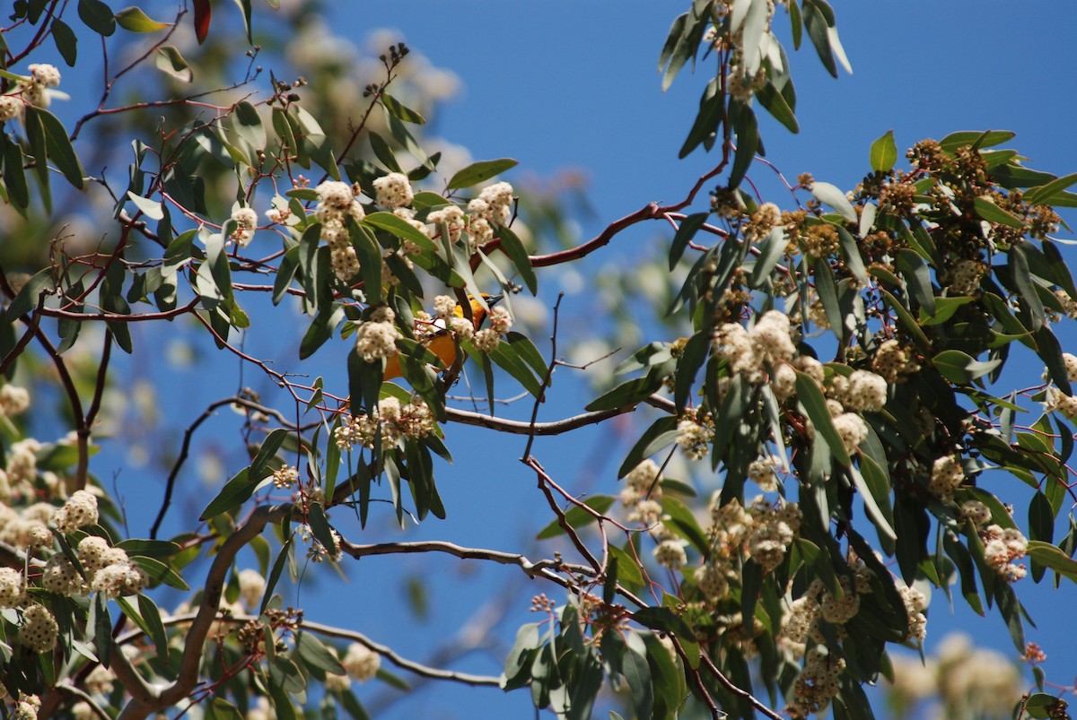 Bullock's Oriole - ML284311681