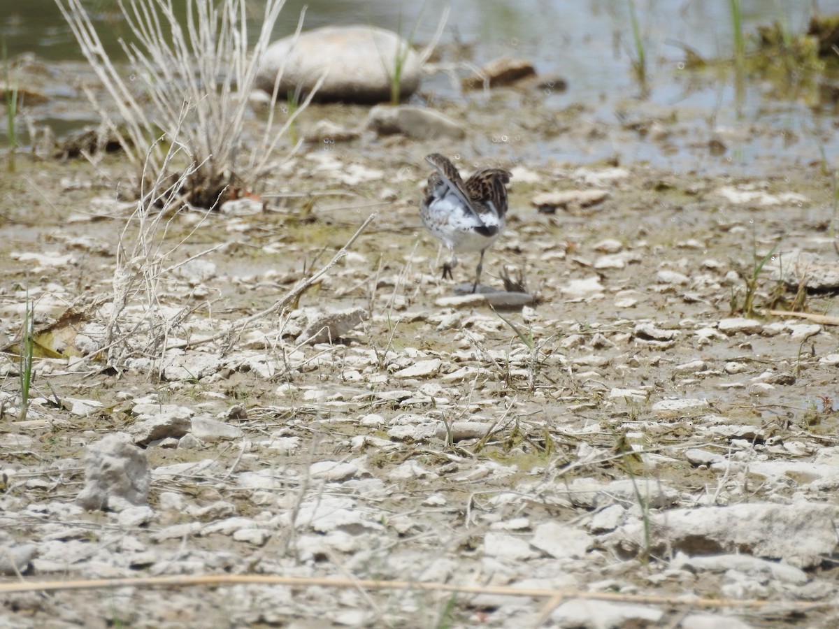 White-rumped Sandpiper - ML284311721