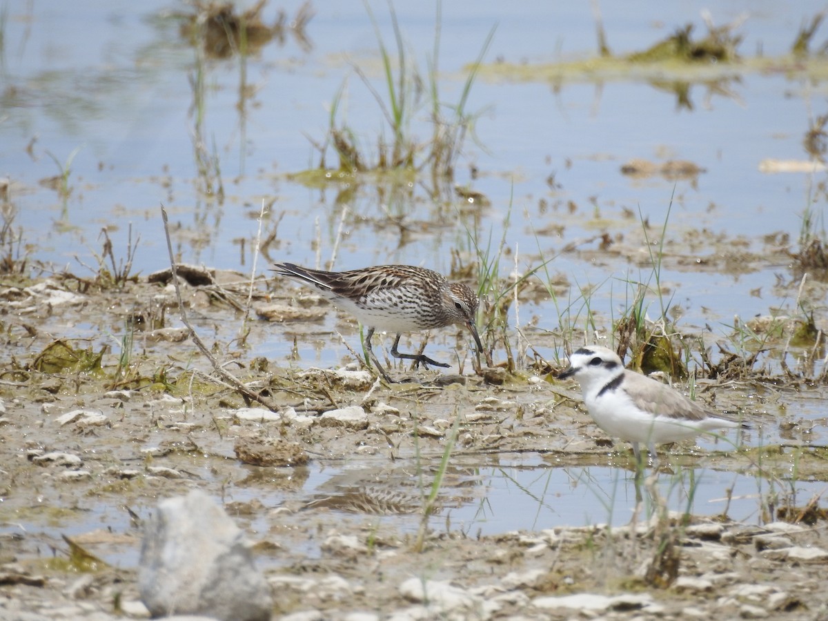 White-rumped Sandpiper - ML284311731