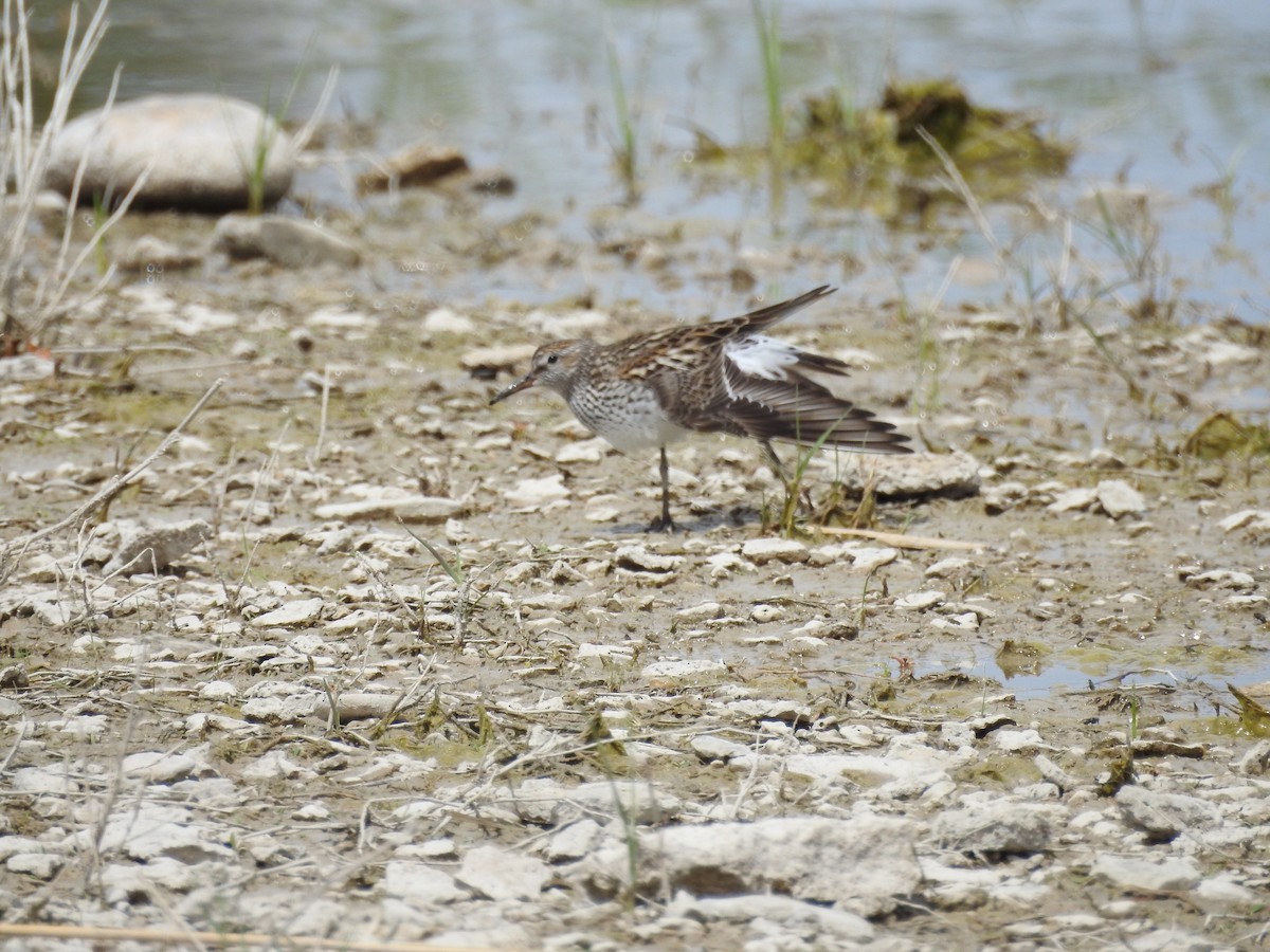 Weißbürzel-Strandläufer - ML284311741