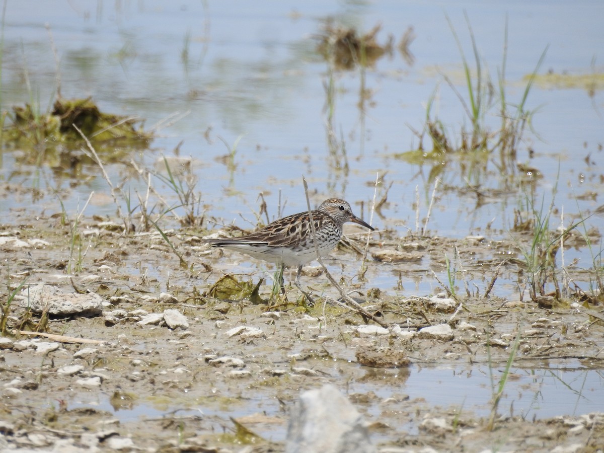 White-rumped Sandpiper - ML284311751