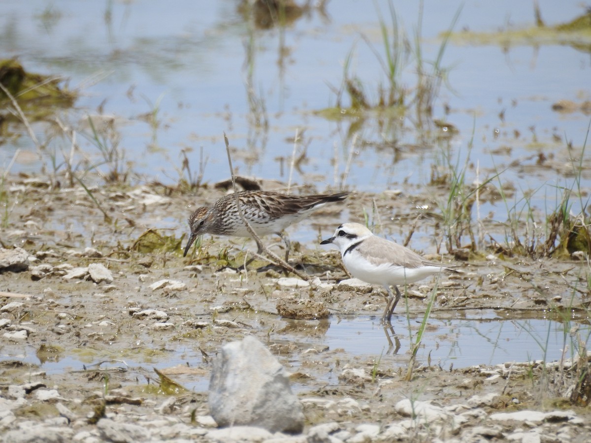 Weißbürzel-Strandläufer - ML284311761