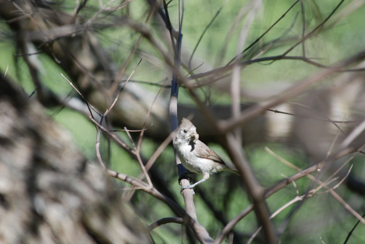 Oak Titmouse - ML284311861