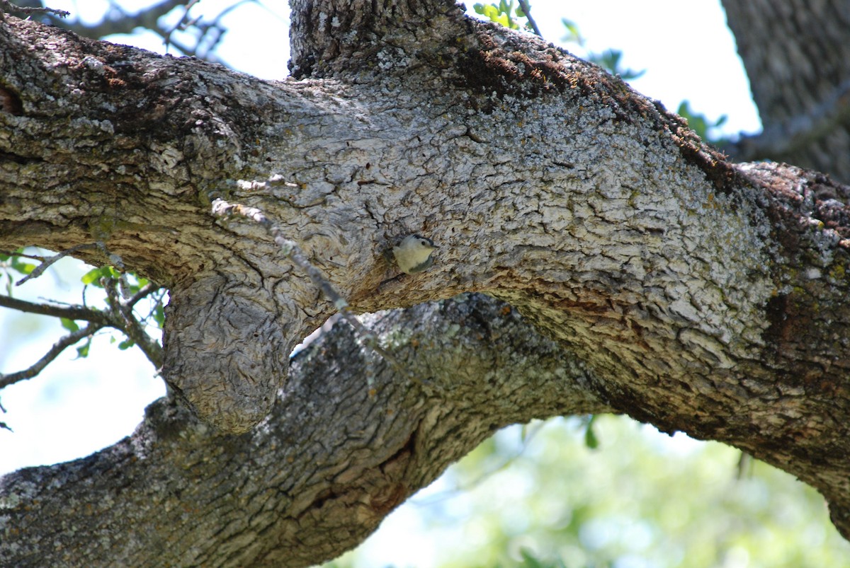 White-breasted Nuthatch - ML284311901