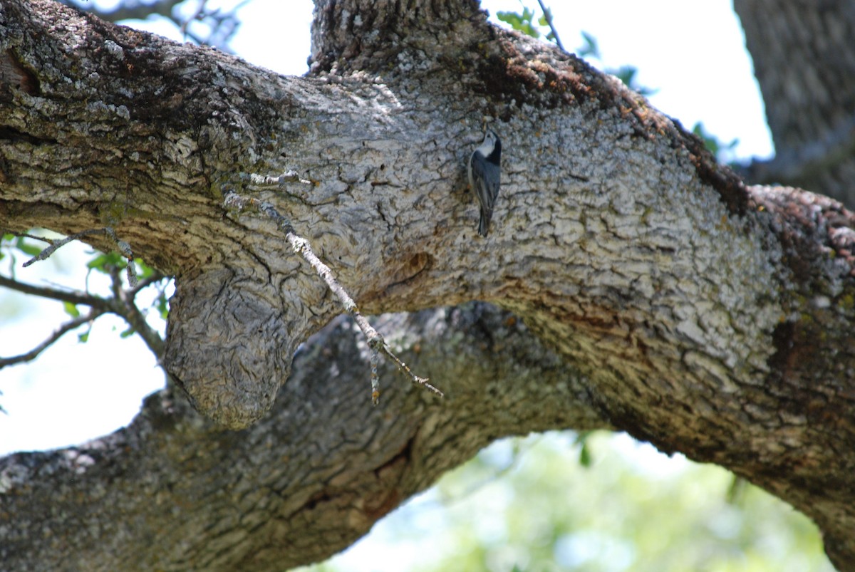 White-breasted Nuthatch - ML284311921
