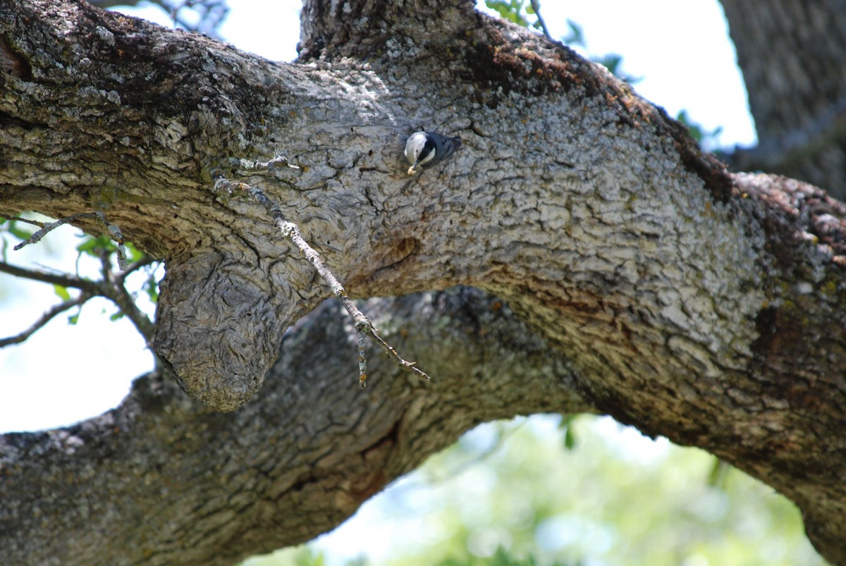 White-breasted Nuthatch - ML284311941