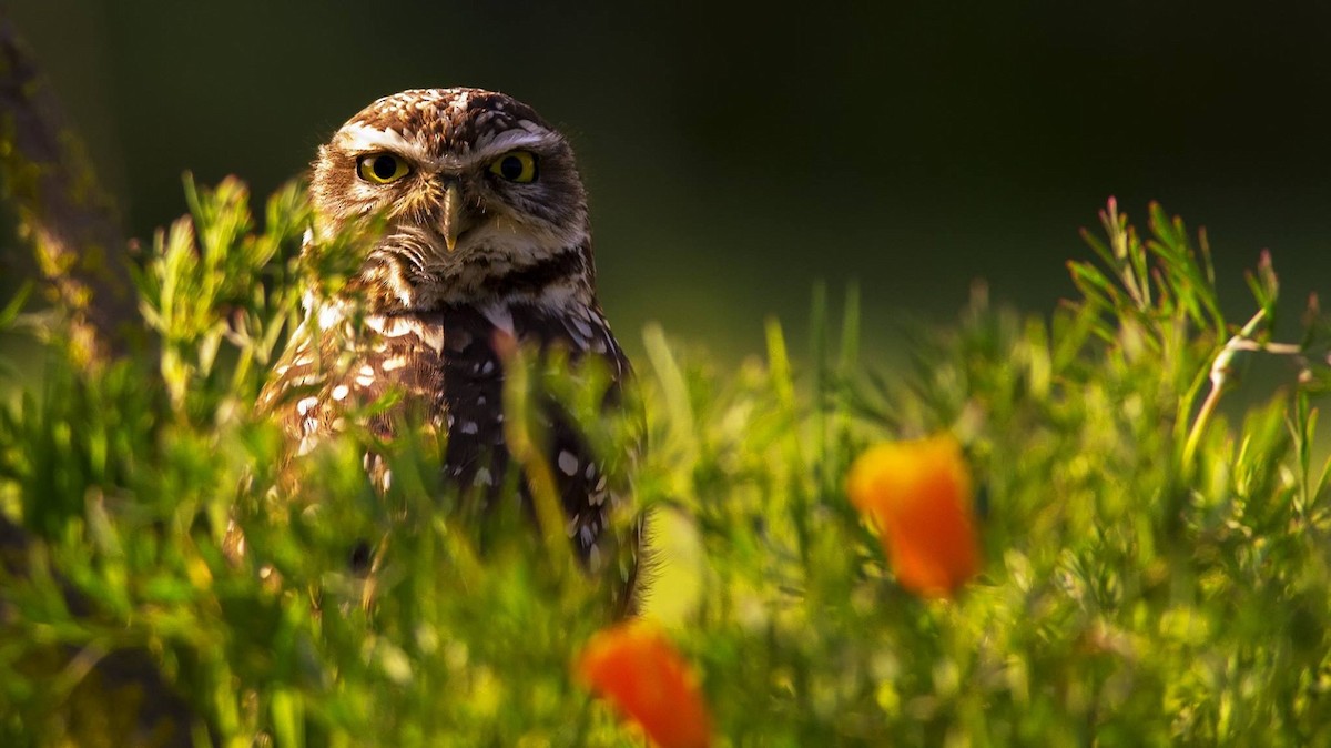 Burrowing Owl - ML284313541