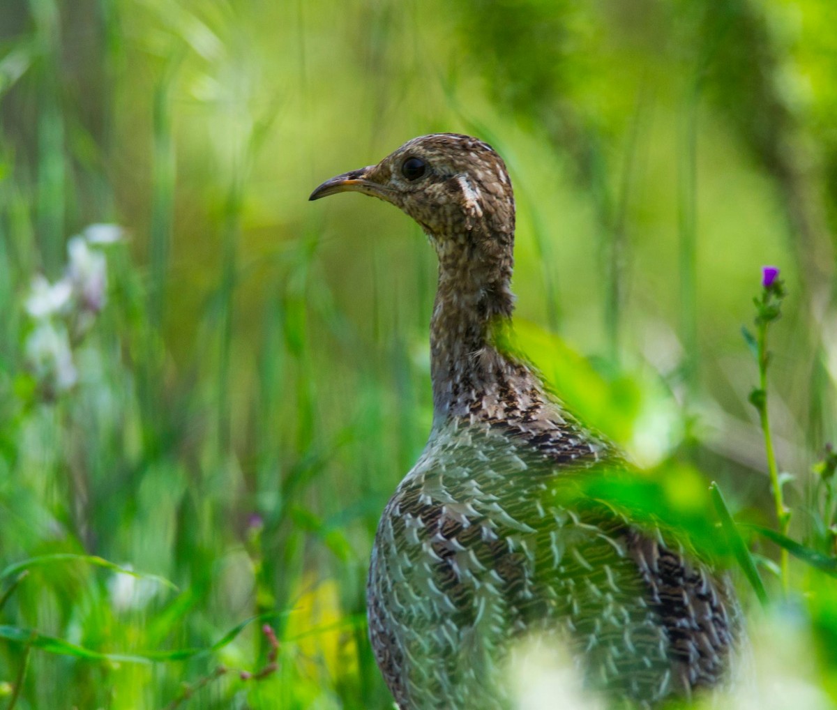 Chilean Tinamou - ML284315021