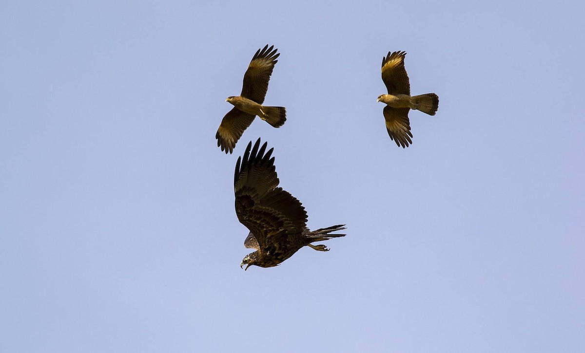 Black-chested Buzzard-Eagle - ML284318531