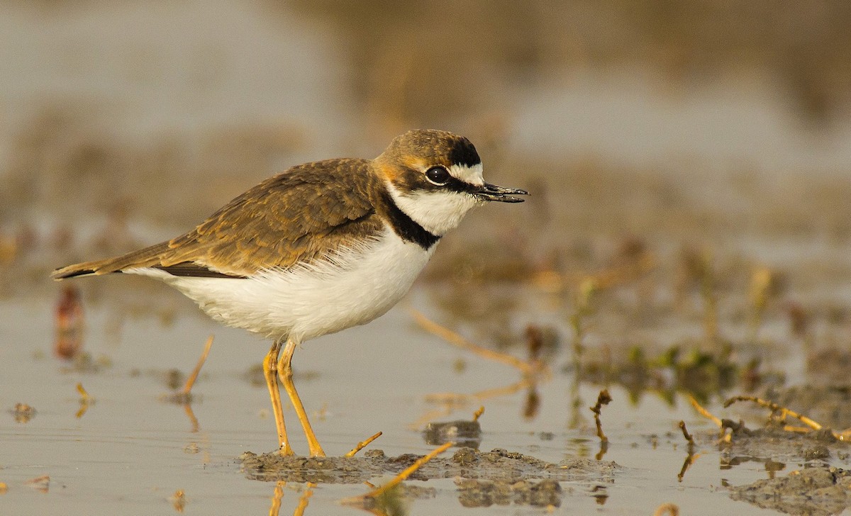 Collared Plover - Esteban Villanueva (Aves Libres Chile)