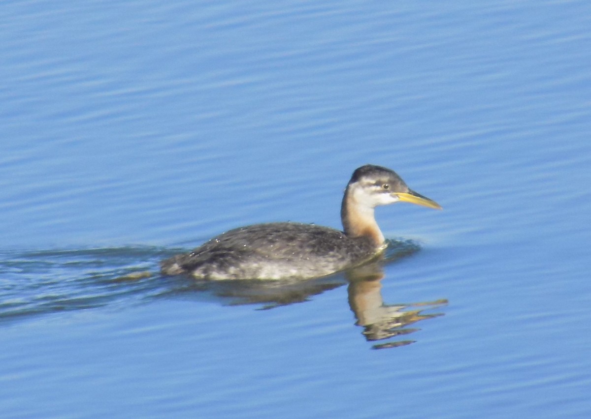 Red-necked Grebe - ML284320961