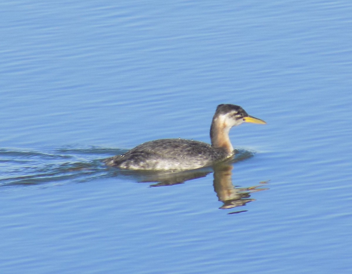 Red-necked Grebe - ML284321111