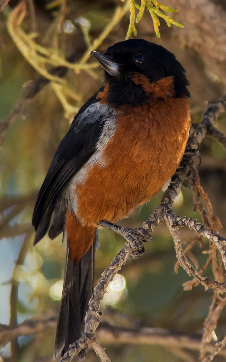 Black-throated Flowerpiercer - Esteban Villanueva (Aves Libres Chile)