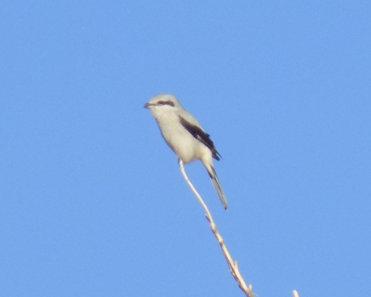 borealvarsler - ML284321331