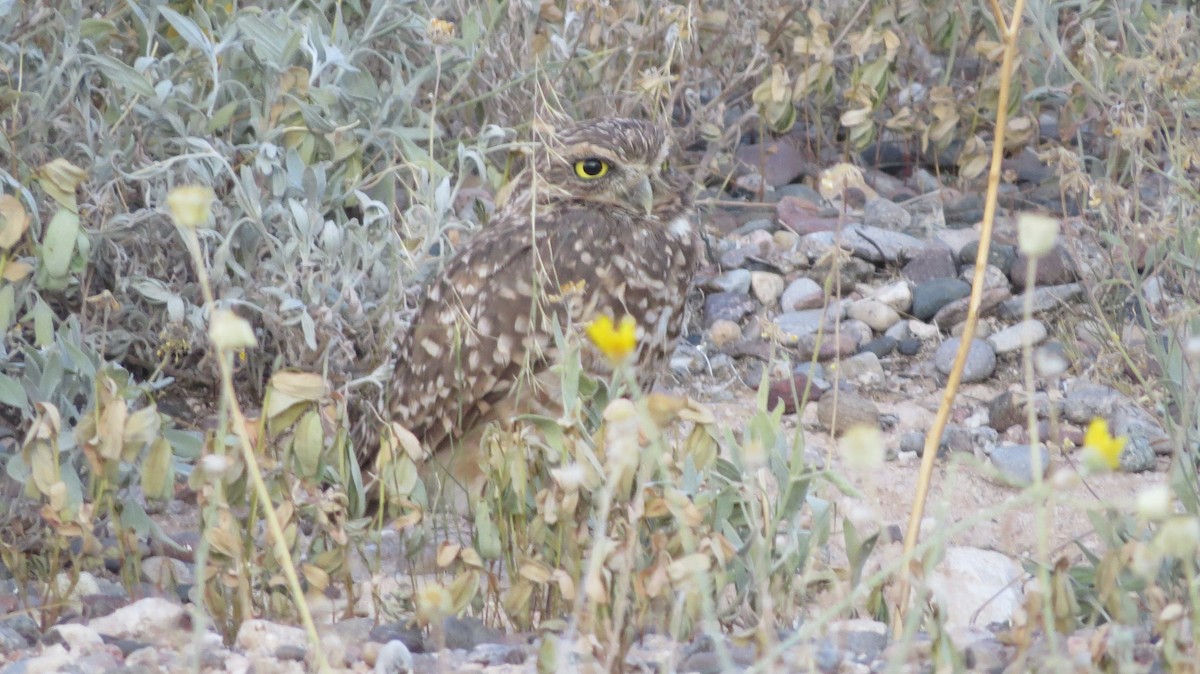 Burrowing Owl - Govind Kumar