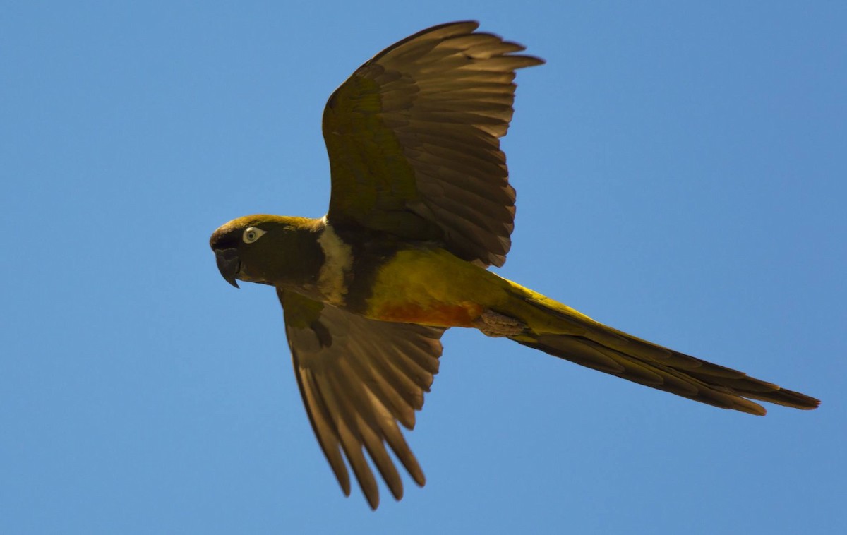 Burrowing Parakeet - Esteban Villanueva (Aves Libres Chile)