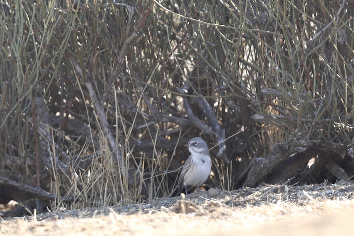 Sagebrush/Bell's Sparrow (Sage Sparrow) - ML284322921