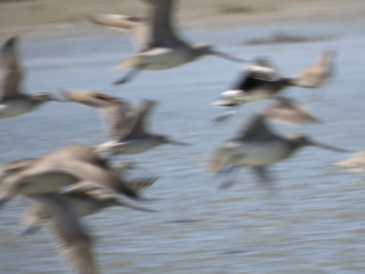 Hudsonian Godwit - ML284323091
