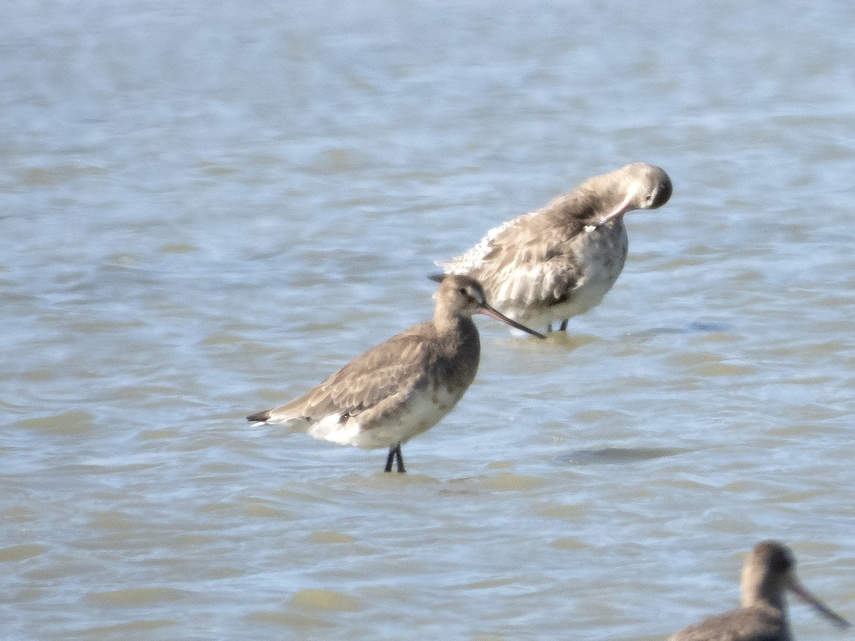 Hudsonian Godwit - ML284323101