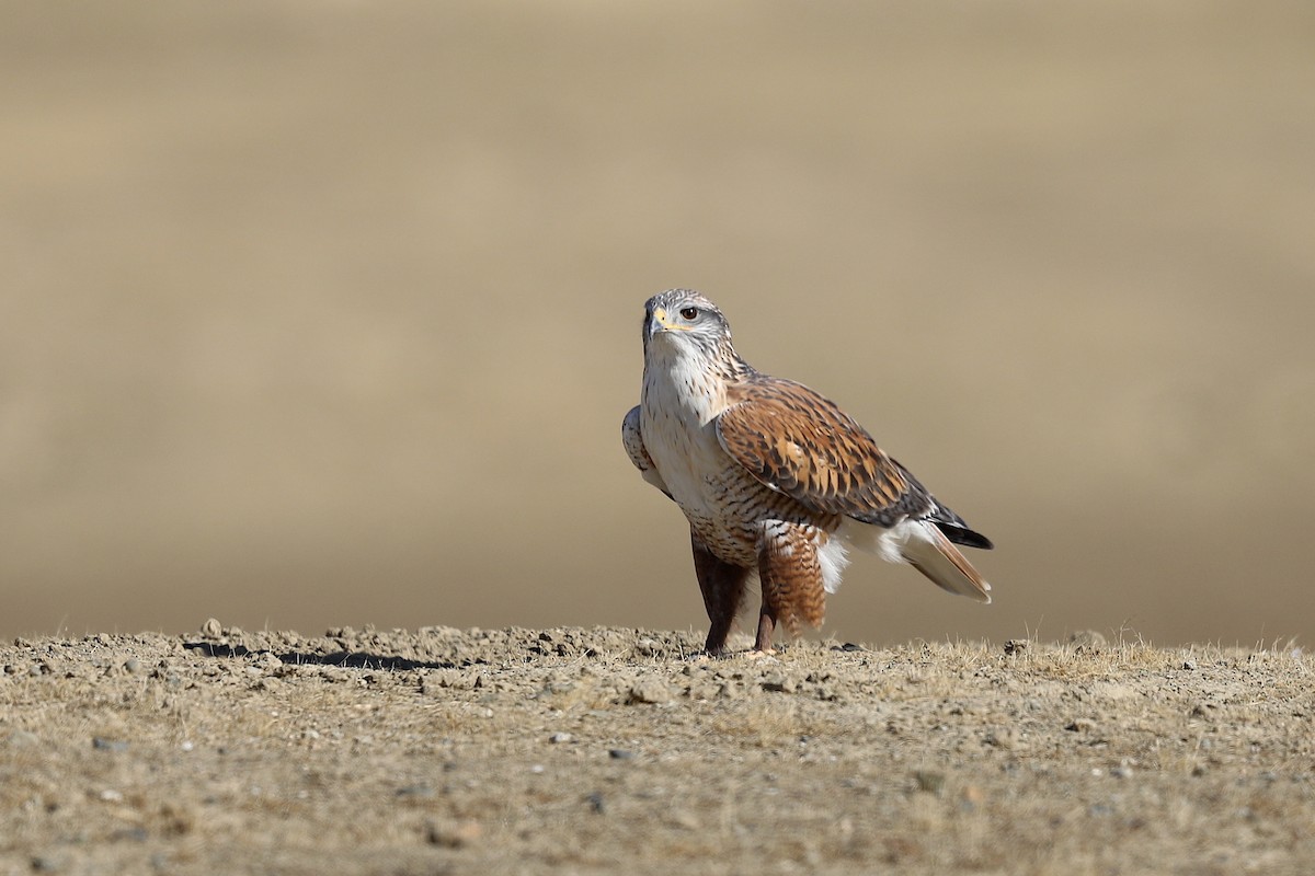 Ferruginous Hawk - ML284323801