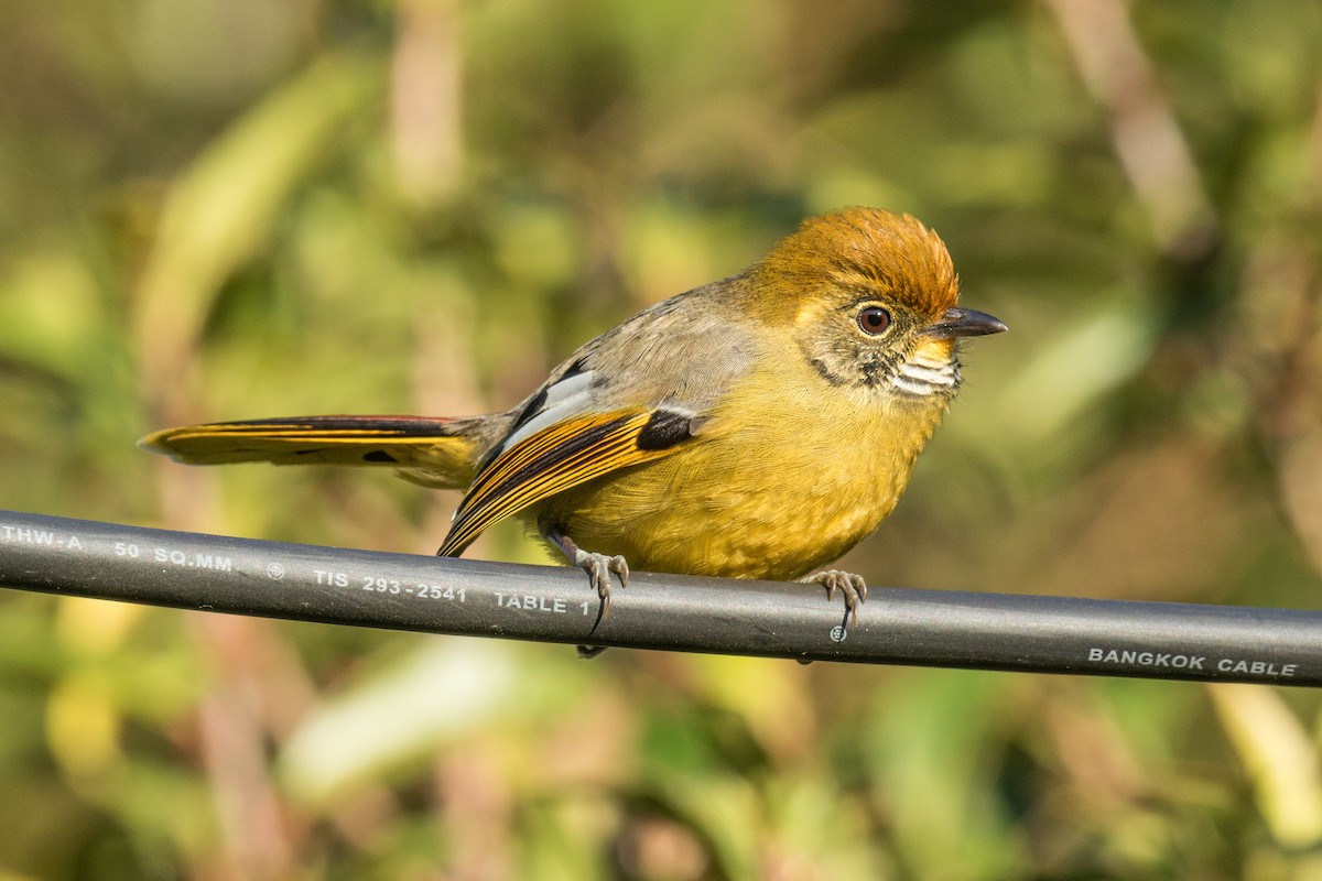 Chestnut-tailed Minla - ML284325231