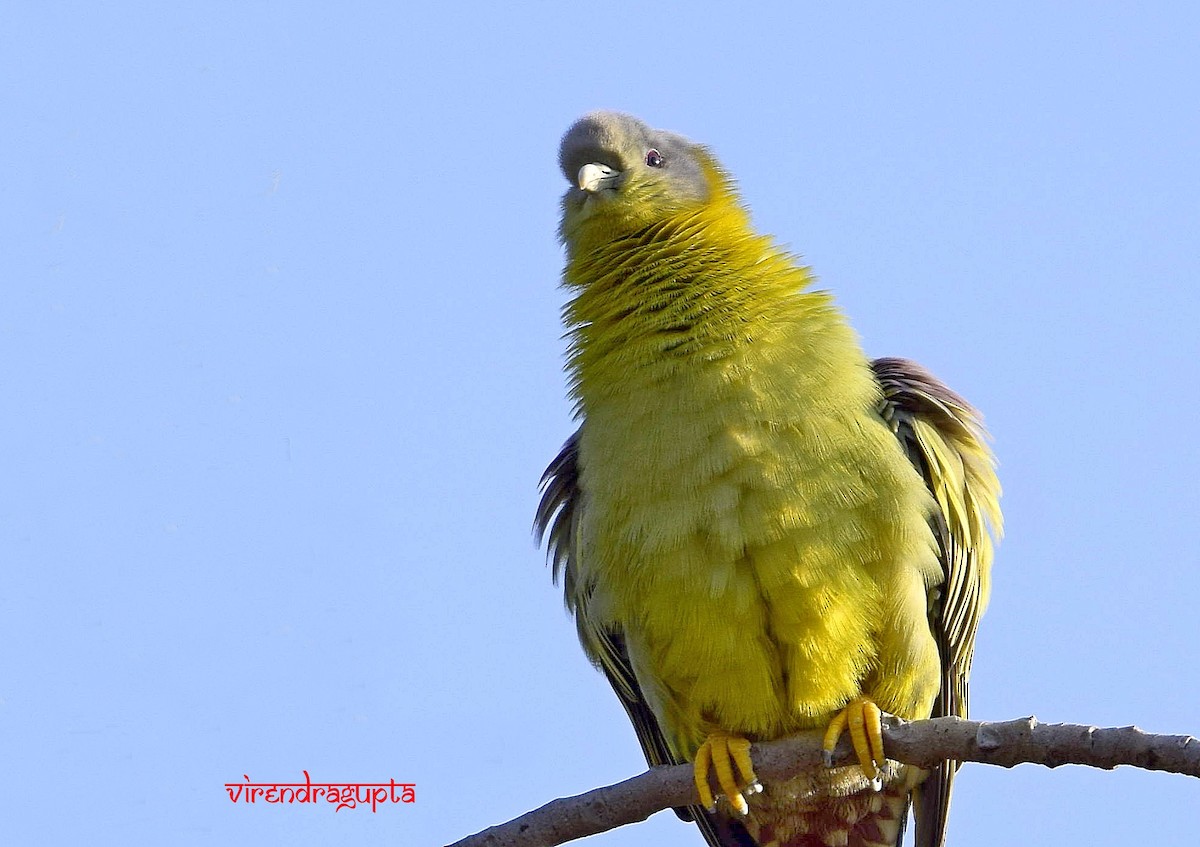Yellow-footed Green-Pigeon - Virendra Gupta