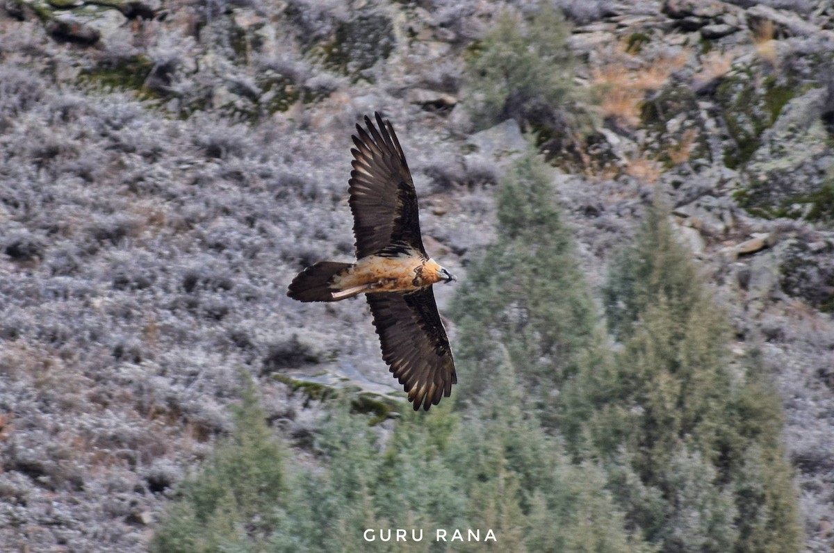 Bearded Vulture - ML284325841